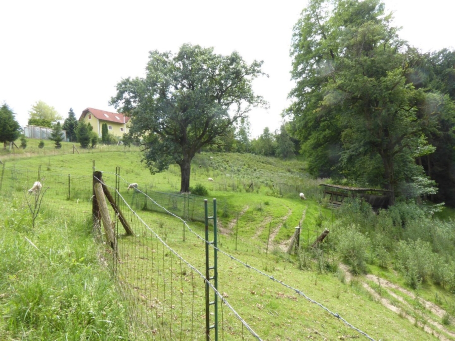 Kleine Hobbylandwirtschaft mit 36.550 m² nahe Graz - Bild (625956)